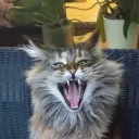 kimsi