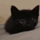 yii