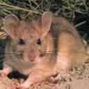 woodrat