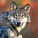 obsidianwulf