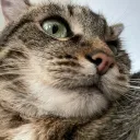 miado.