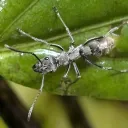 ants_are_cool