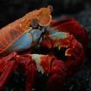 crustacean69420