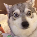 avatar Squawking Goose