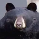 halinator