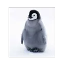 rypengu23