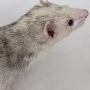 zeonin