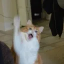 pookme