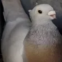 ziebzen