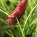 dugulas