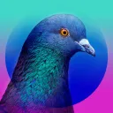 pijiin