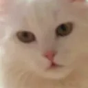 xraizy