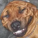 fizzymutt