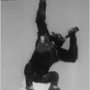 mcmonkey819
