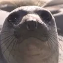 lizardy