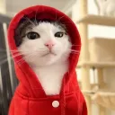 hedbngr_cornwall avatar