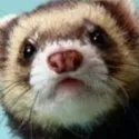 StinkingFerret's Avatar