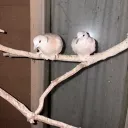 gloggers