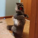 purpiesips