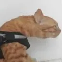 geveldog