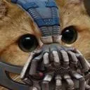 tiptoetiger