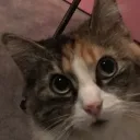 .jeffie