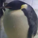 xzmce