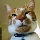 allicat