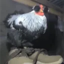rowdster