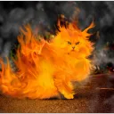 gatodelfuego