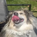 sal4d