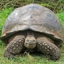 obsidianthetortoise avatar