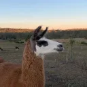 thellamafarm