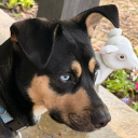 avatar .ᴀ ᴡᴏʀᴍ.