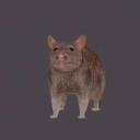 nexusthorn