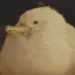 aamunkajo