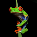 Treefrog