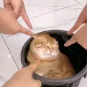 nevizen