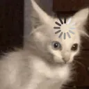 zygomoro