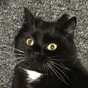 hazeydazie