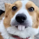 wickypopo