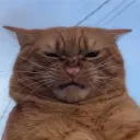 egg_seal