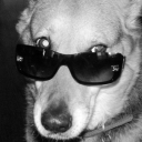 doggogroggo#7847's avatar