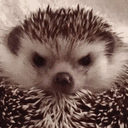 lou.sh