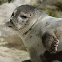salsvarvarn