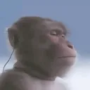 jackopi