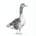 patlouvar