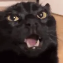 koala_walla