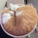 painguette