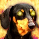paradachshund